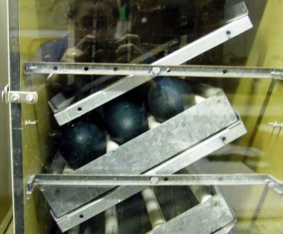 Egg Incubator